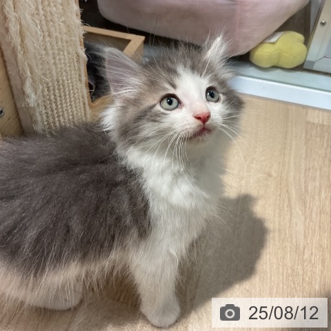 ノルウェージャンフォレストキャットの写真