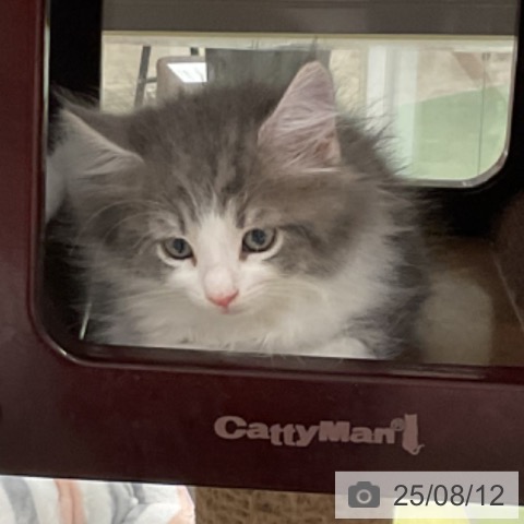 ノルウェージャンフォレストキャットの写真