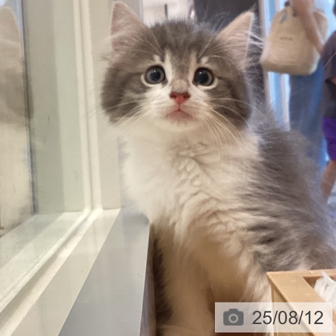 ノルウェージャンフォレストキャットの写真