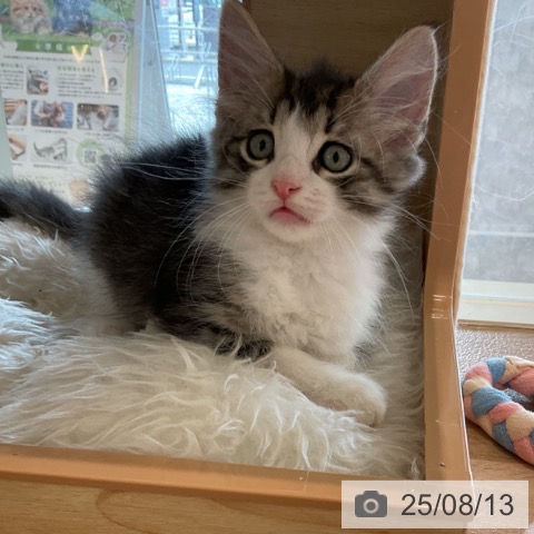 ノルウェージャンフォレストキャットの写真