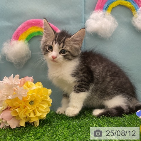 ノルウェージャンフォレストキャットの写真