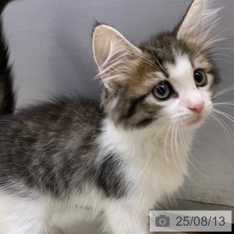 ノルウェージャンフォレストキャットの写真