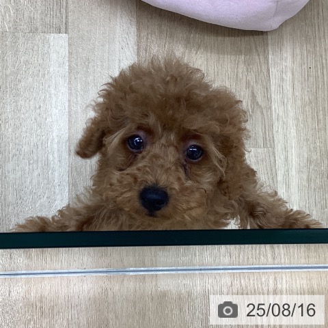 トイ・プードルの写真