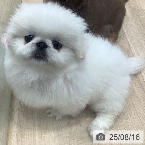 ペキニーズの写真