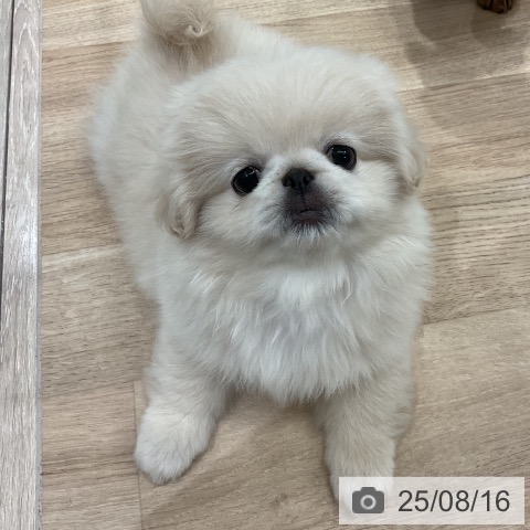 ペキニーズの写真