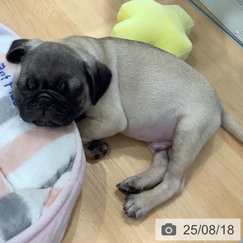 パグの写真