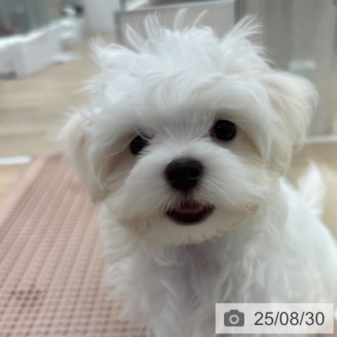 マルチーズの写真