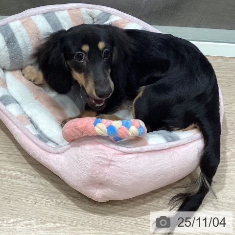 カニーンヘン・ダックスフンドの写真