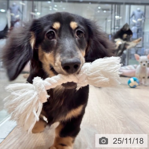 カニーンヘン・ダックスフンドの写真