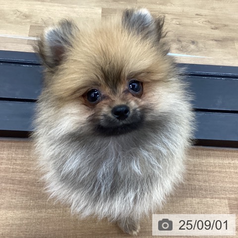ポメラニアンの写真