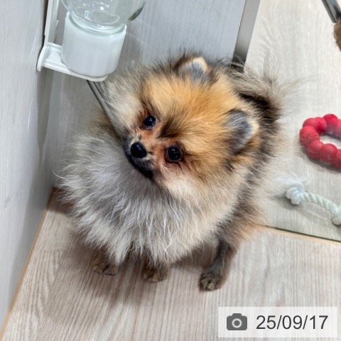 ポメラニアンの写真