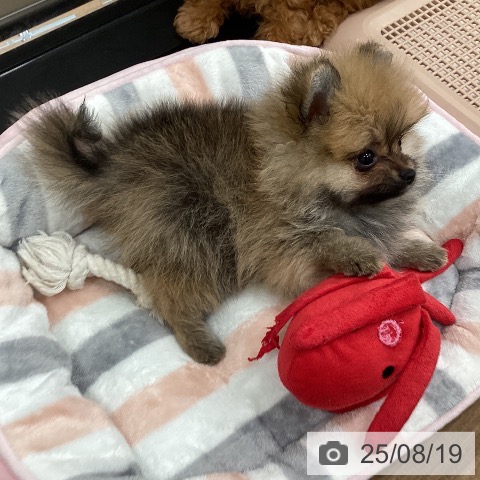 ポメラニアンの写真
