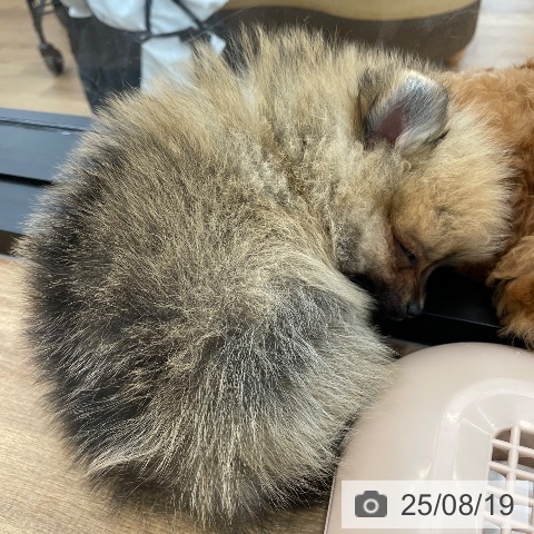 ポメラニアンの写真
