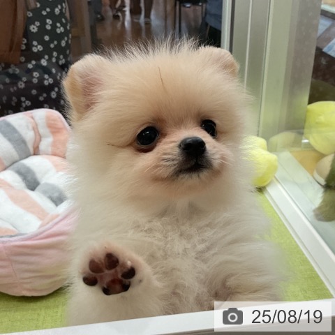 ポメラニアンの写真