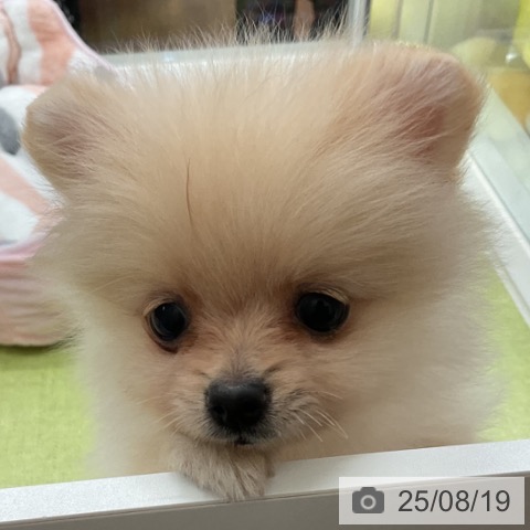 ポメラニアンの写真