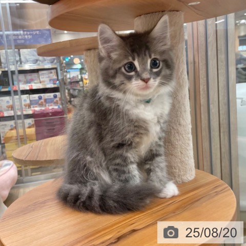 ノルウェージャンフォレストキャットの写真