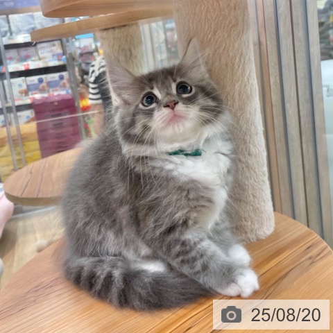 ノルウェージャンフォレストキャットの写真