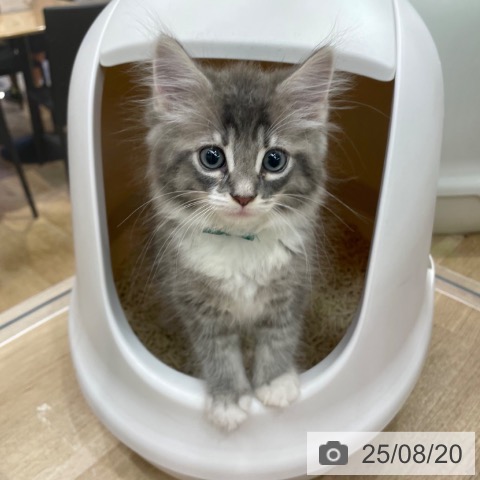 ノルウェージャンフォレストキャットの写真