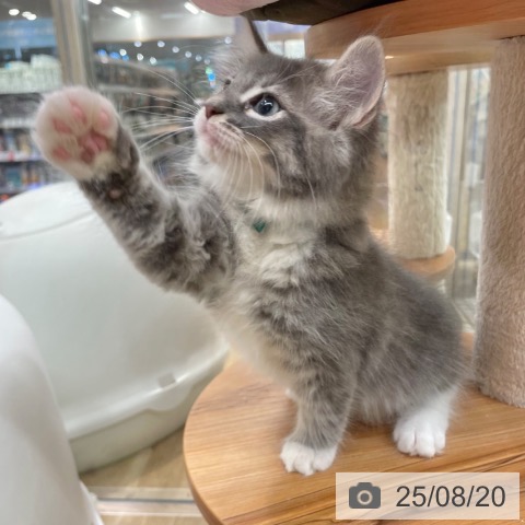 ノルウェージャンフォレストキャットの写真