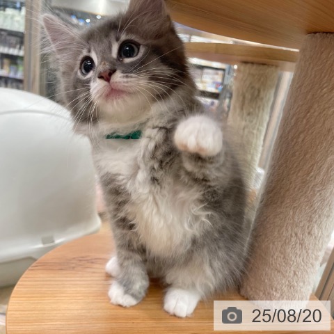 ノルウェージャンフォレストキャットの写真