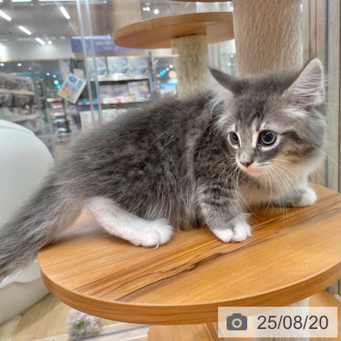 ノルウェージャンフォレストキャットの写真