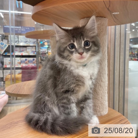 ノルウェージャンフォレストキャットの写真