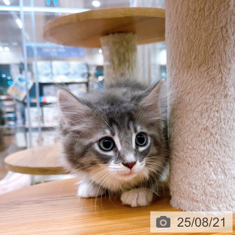 ノルウェージャンフォレストキャットの写真