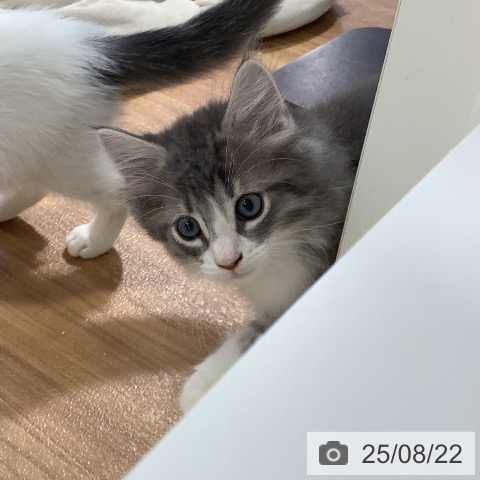 ノルウェージャンフォレストキャットの写真