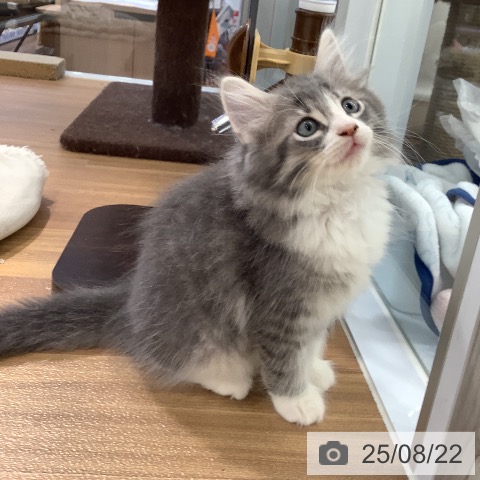 ノルウェージャンフォレストキャットの写真