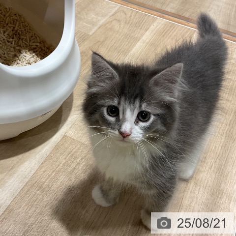 ノルウェージャンフォレストキャットの写真