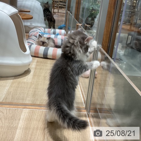 ノルウェージャンフォレストキャットの写真