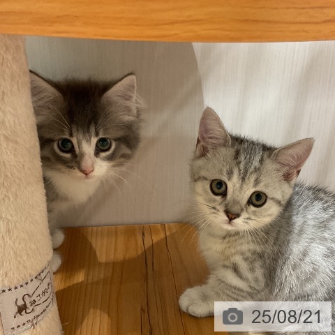 ノルウェージャンフォレストキャットの写真