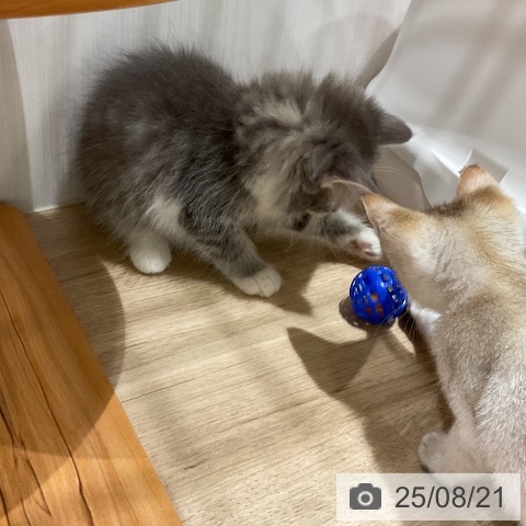 ノルウェージャンフォレストキャットの写真