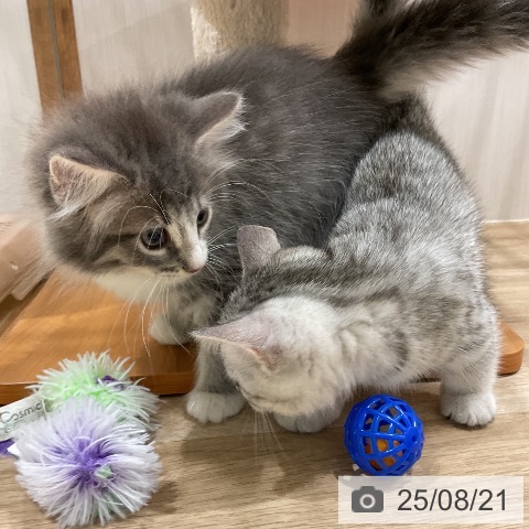 ノルウェージャンフォレストキャットの写真