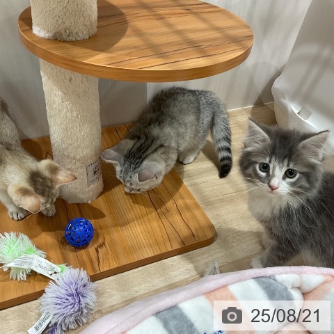 ノルウェージャンフォレストキャットの写真