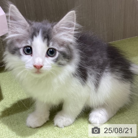 ノルウェージャンフォレストキャットの写真