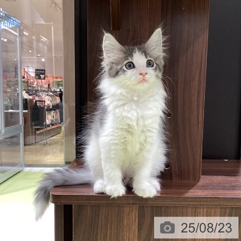 ノルウェージャンフォレストキャットの写真