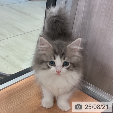 ノルウェージャンフォレストキャットの写真