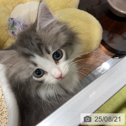 ノルウェージャンフォレストキャットの写真