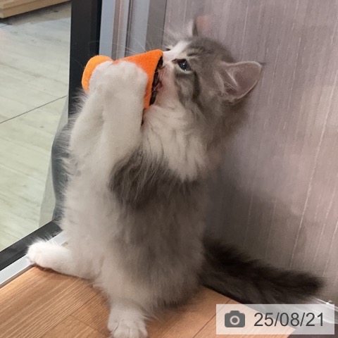ノルウェージャンフォレストキャットの写真