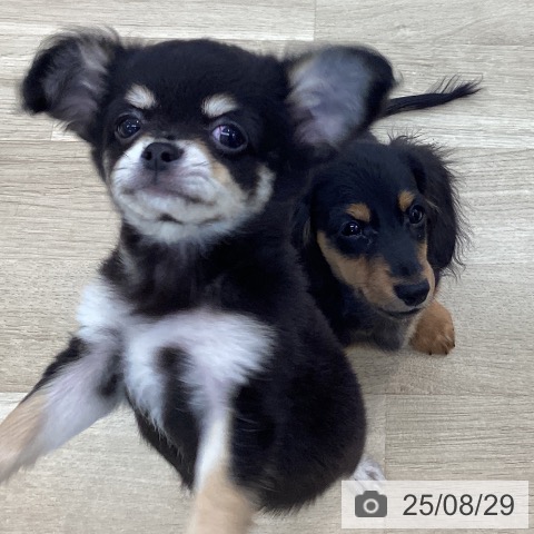 チワワの写真