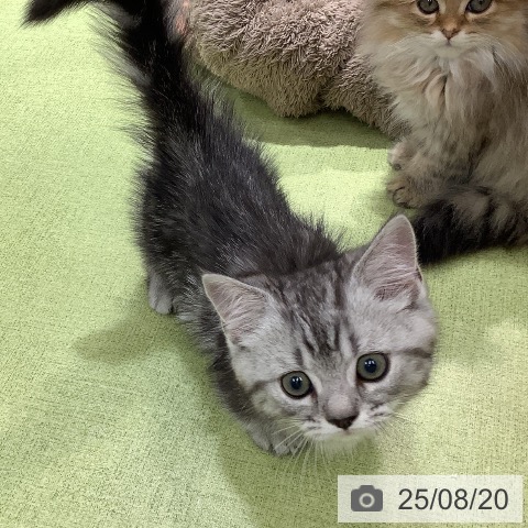 ミヌエットの写真