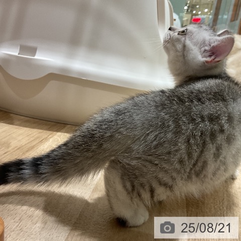マンチカンの写真