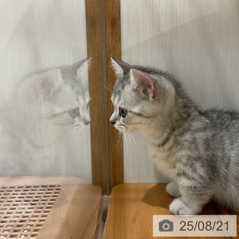 マンチカンの写真