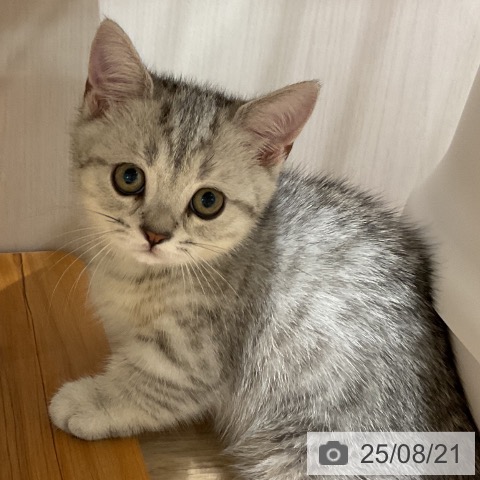 マンチカンの写真