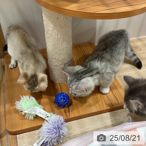 マンチカンの写真