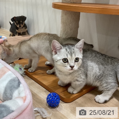 マンチカンの写真