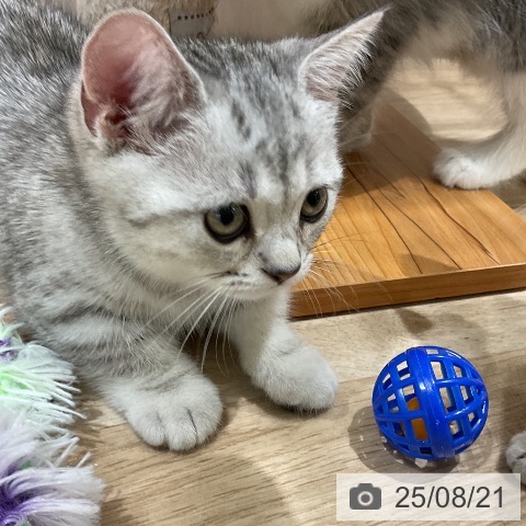 マンチカンの写真