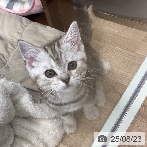 マンチカンの写真