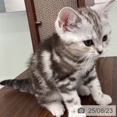 マンチカンの写真